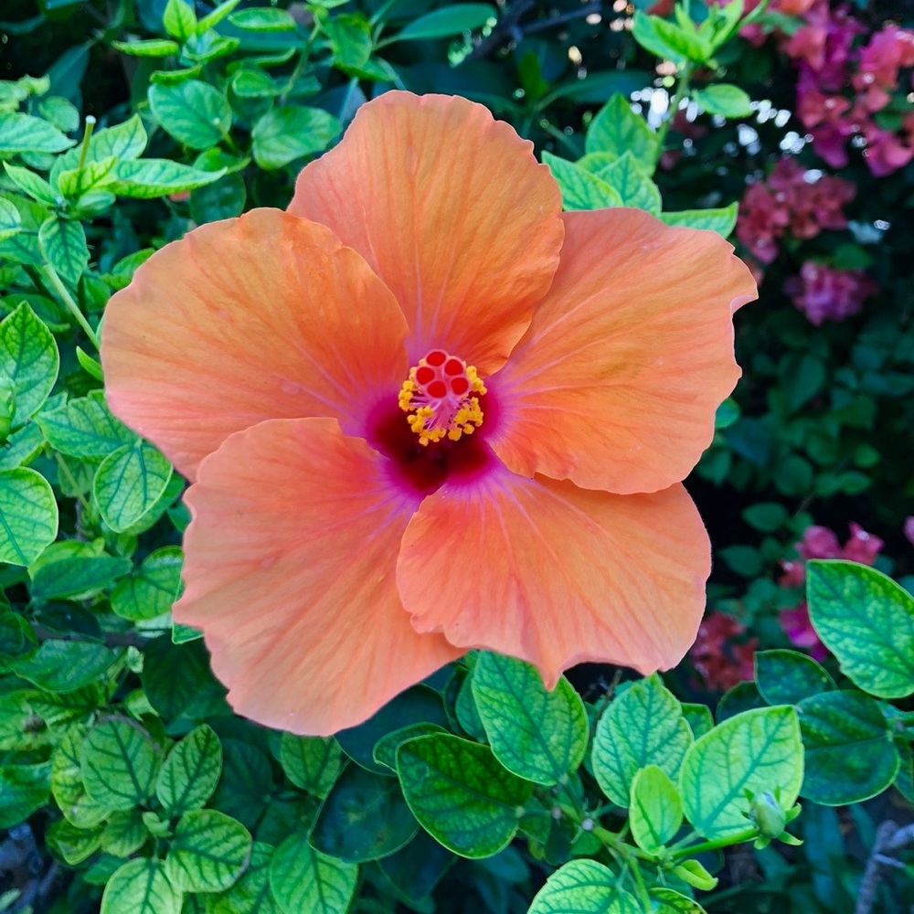 Meet your Posher, Ana